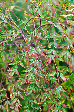 A bush of Nandina domestica, or heavenly bamboo, covered in sparkling raindrops