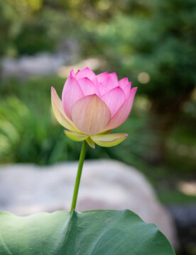 A blooming pink lotus flower growing in a water garden