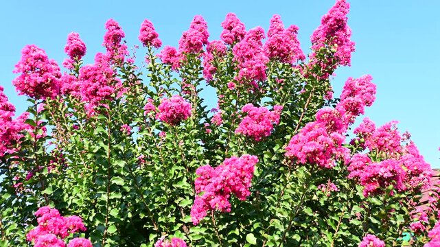 Beautiful blooming Lagerstroemia indica tree with bright pink flowers on a sunny day.