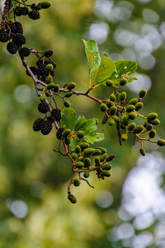 Close up of black alder tree branch with green young and dark dry cones
