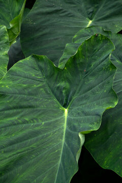 Lush green Colocasia esculenta leaves, tropical elephant ear foliage and botanical background