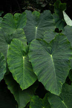 Lush green Colocasia esculenta leaves, tropical elephant ear foliage and botanical background