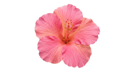 Naklejka premium Vibrant pink hibiscus flower with delicate petals and stamen on a white background