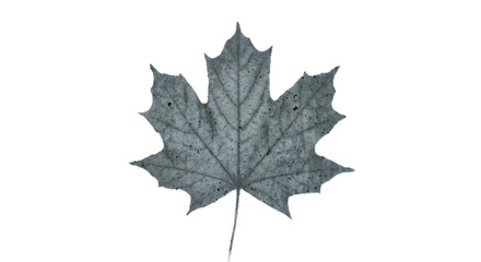 Fototapeta premium Monochromatic maple leaf with intricate vein details and textured surface