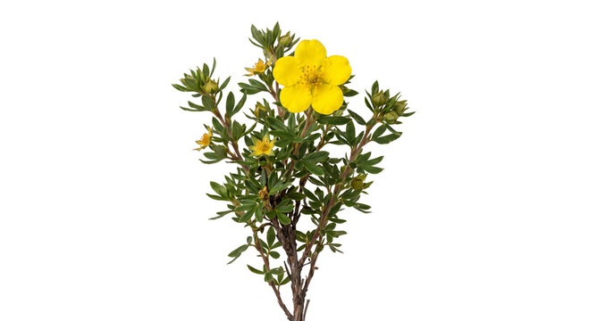 Bright yellow cinquefoil flower blooming on a green shrub with detailed leaves