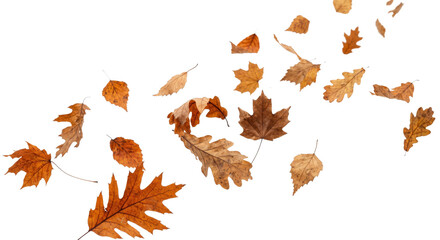 Autumn leaves falling and swirling in the wind, isolated on white background © Sapphire