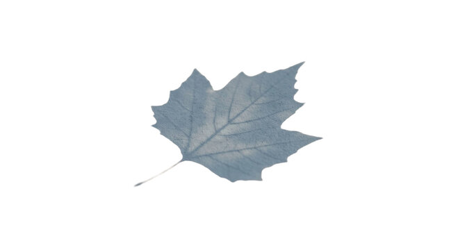 Single sycamore leaf with intricate veins casting a subtle shadow on white