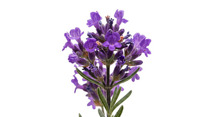 Obraz premium Close-up of a vibrant purple lavender flower with delicate petals and green leaves