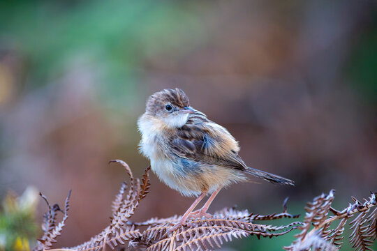 Zitting Cisticola perched on a bush on the Cantabrian coast in Asturias.