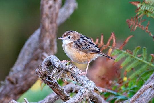 Zitting Cisticola perched on a bush on the Cantabrian coast in Asturias.