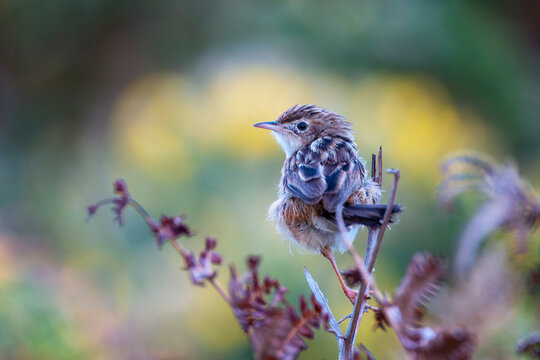 Zitting Cisticola perched on a bush on the Cantabrian coast in Asturias.