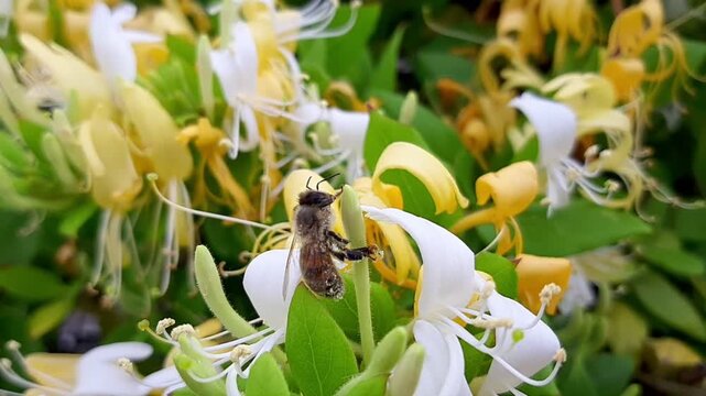 Macro video of honey bee covered in yellow pollen sitting on blooming white honeysuckle flower. Insect pollination of spring garden plants outdoors close up. 