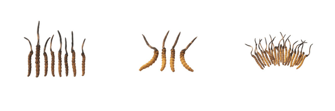 Dried caterpillar fungus or yarsagumba Ophiocordyceps sinensis specimens isolated on white background, traditional Asian herbal medicine and rare medicinal mushroom, transparent PNG graphic design ass