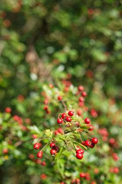 red berries and green leaves