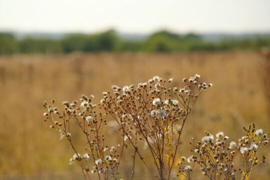 golden wheat field with plants in selective focus 