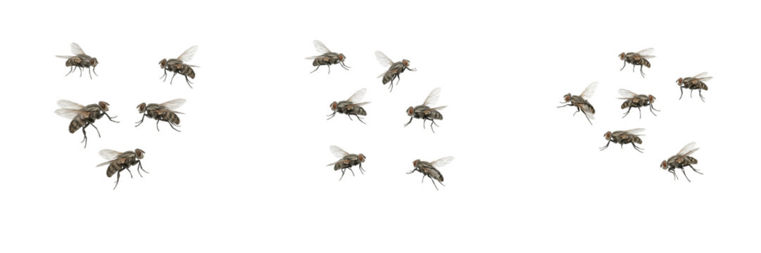 Swarms of House Flies and Flying Insects PNG Collection Isolated on Transparent Background, Pest Control Concepts, Wildlife Elements and Graphic Design Assets