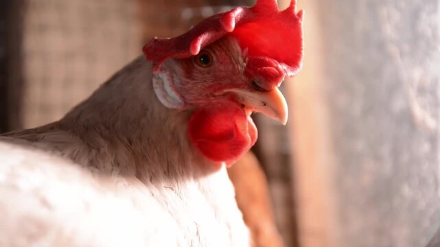 Close-up video of a white hen illuminated by warm natural sunlight inside a poultry coop. 