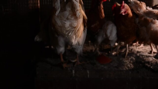 A large cream and brown rooster stands among several hens inside a poultry coop illuminated by warm natural sunlight. 