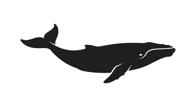Black whale silhouette against a white background a marine mammal depiction