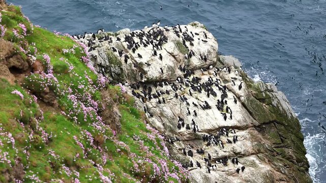 A large colony of guillemots on the cliffs of Sumburgh Head, Shetland, Scotland