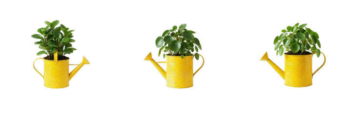 Yellow Watering Can Green Potted Plant Set Clipart Transparent Background Gardening Houseplant Graphic Elements Collection Cutout PNG © laskhar