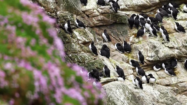 A large colony of guillemots on the cliffs of Sumburgh Head, Shetland, Scotland