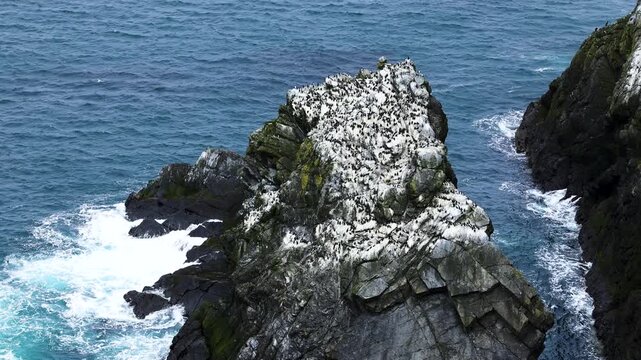 A large colony of guillemots on the cliffs of Sumburgh Head, Shetland, Scotland