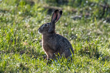 European hare sitting in green grass with morning dew, wildlife photography © Bartomiej Kamiński