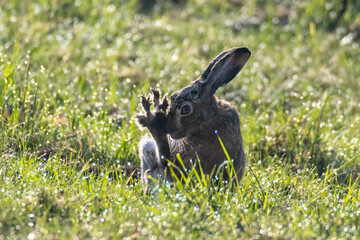 European hare grooming and scratching its face in green grass with morning dew © Bartomiej Kamiński