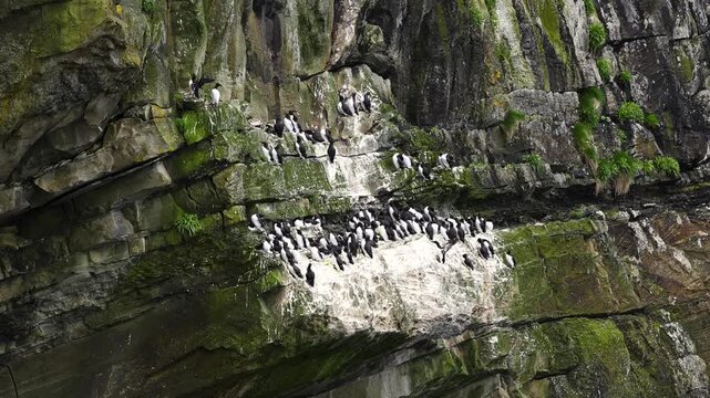 A large colony of guillemots on the cliffs of Sumburgh Head, Shetland, Scotland