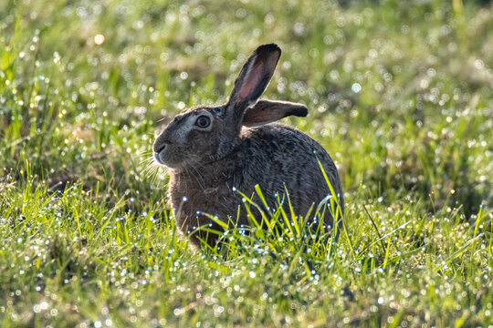 European hare sitting alert in green grass with morning dew, side profile view