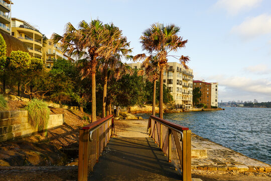 Kirribilli waterfront pathway with palm trees and cityscape view