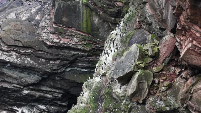 A large colony of guillemots on the cliffs of Foula, Shetland, Scotland
