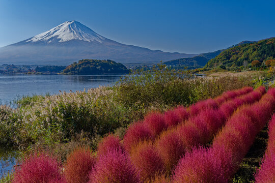大石公園の紅葉したコキアと河口湖、富士山