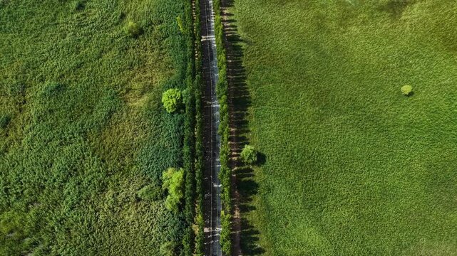 Straight overhead drone shot tracking directly above a narrow country asphalt road with a neat line of green trees casting long shadows, splitting lush fields and vegetation on a bright sunny day.