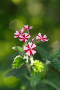 Close-up of verbena flowers
