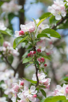 Close-up of apple tree flowers and buds