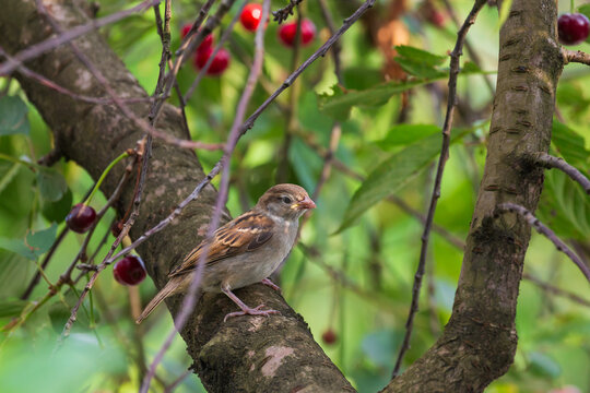 A young sparrow in a cherry tree