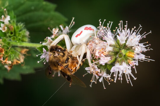 Flower crab spider sucks out its prey.