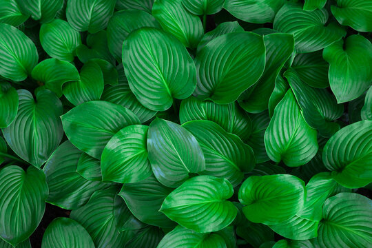 Plant background made of hosta leaves