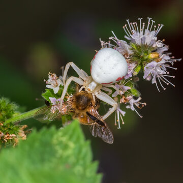 Flower crab spider on the hunt