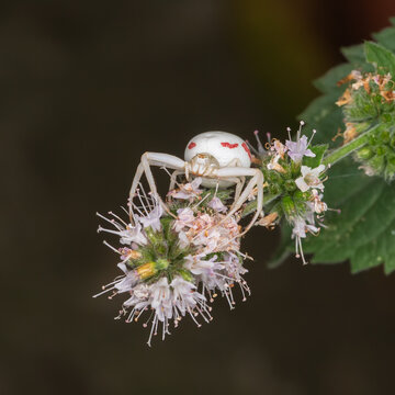 Flower spider crab on white mint flowers