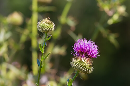 Close-up of a blooming purple spear thistle flower