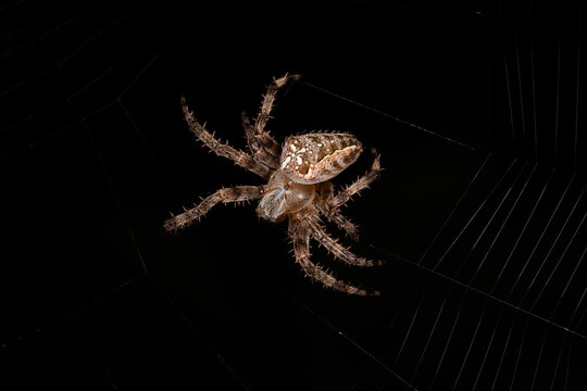 Cross spider lurking for prey in her net at night