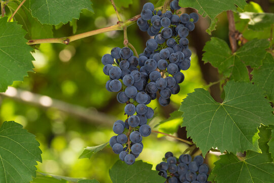 Dark grapevine and green leaves