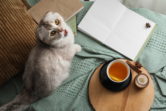 Cozy home comfort and relaxation with a cute cat hot tea and open book on a soft blanket hygge lifestyle