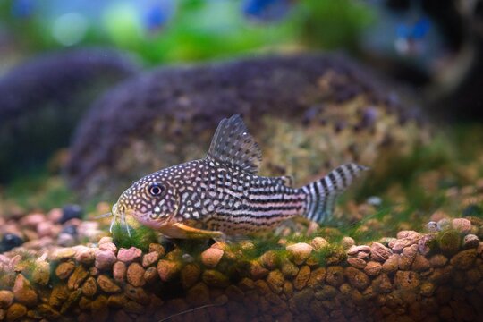 Sterbas corydoras catfish swimming in freshwater aquarium macro photography