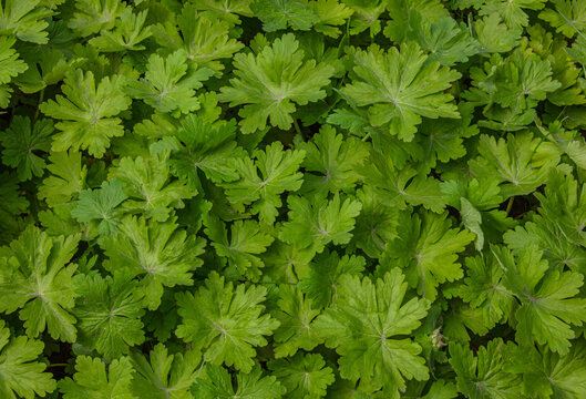 Lush Green Geranium leaves, vibrant botanical texture background. Natural background, texture.