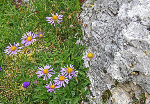 capolini di astro alpino (Aster alpinus) e chiara roccia dolomitica