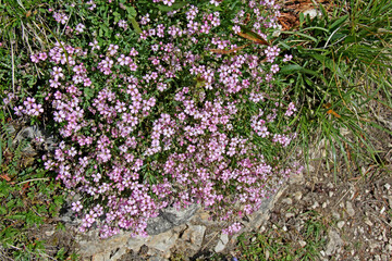 Obraz premium garofanino strisciante (Gypsophila repens)